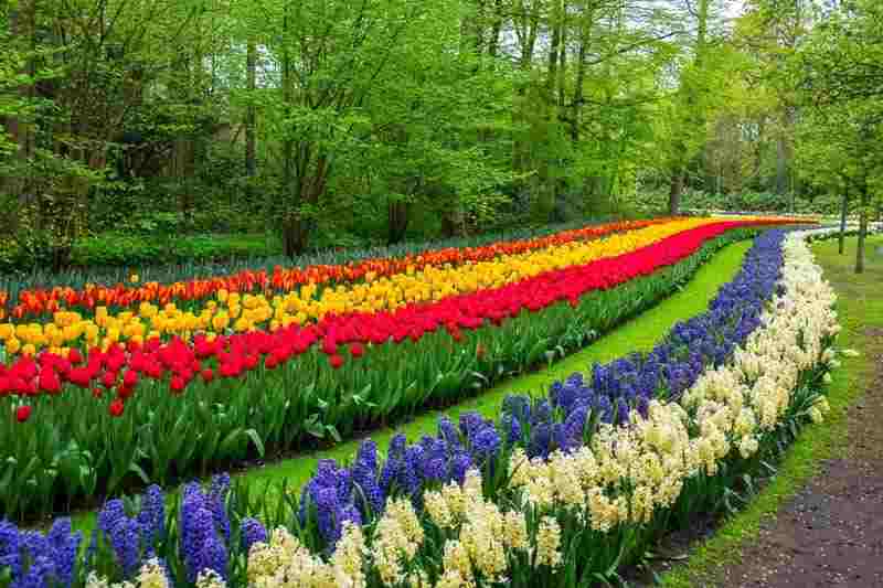 tulip