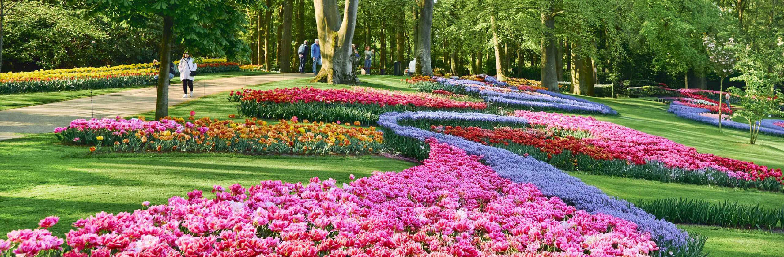 tuliptime_2027